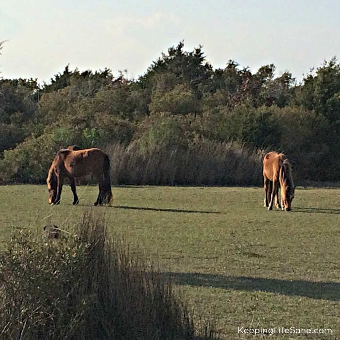 Wild horses in grass