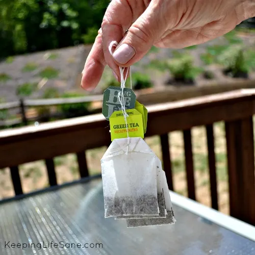 lady's hand holding green tea bags