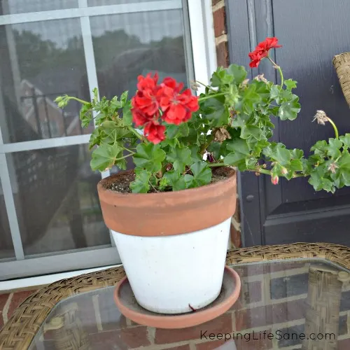 white flower pot with red geranium on a front porch glass table