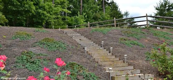 Big hill with pine straw and green creeping plants with stair up the middle