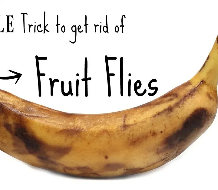 Try this simple way to get rid of fruit flies. You probably have all the ingredients in your kitchen already.