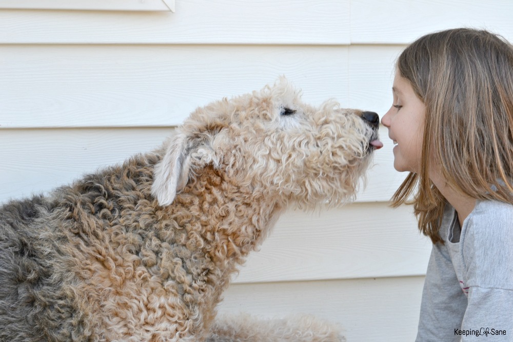 cute dog licking girls face