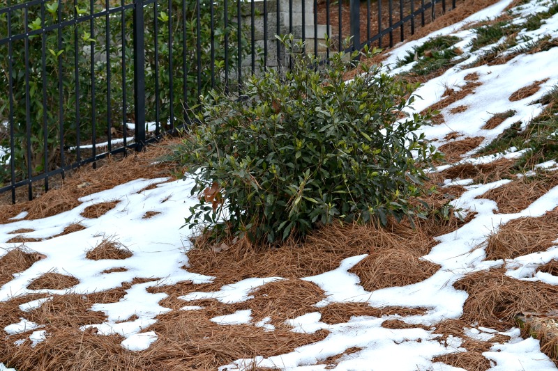 bush with pine straw with patches of snow.