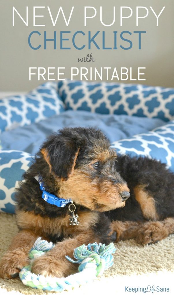 super cute airedale terrier puppy sitting with blue bed in background and rope chew toy