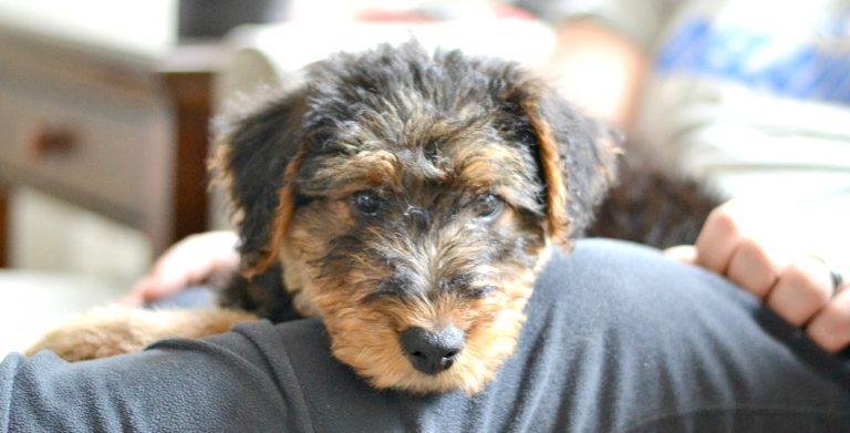 Should I get a dog for my family? After looking at this cute face you'll want one, but you really need to think hard and make sure it's the right decision for your family.