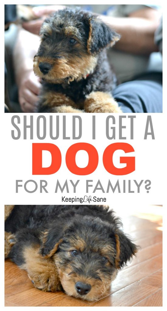 Should I get a dog for my family? After looking at this cute face you'll want one, but you really need to think hard and make sure it's the right decision for your family.