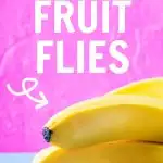 We went on vacation last week and while I was cleaning up before we left I noticed there were a TON of fruit flies on my bananas. You are going to LOVE this hack on how to get rid of fruit flies FAST!