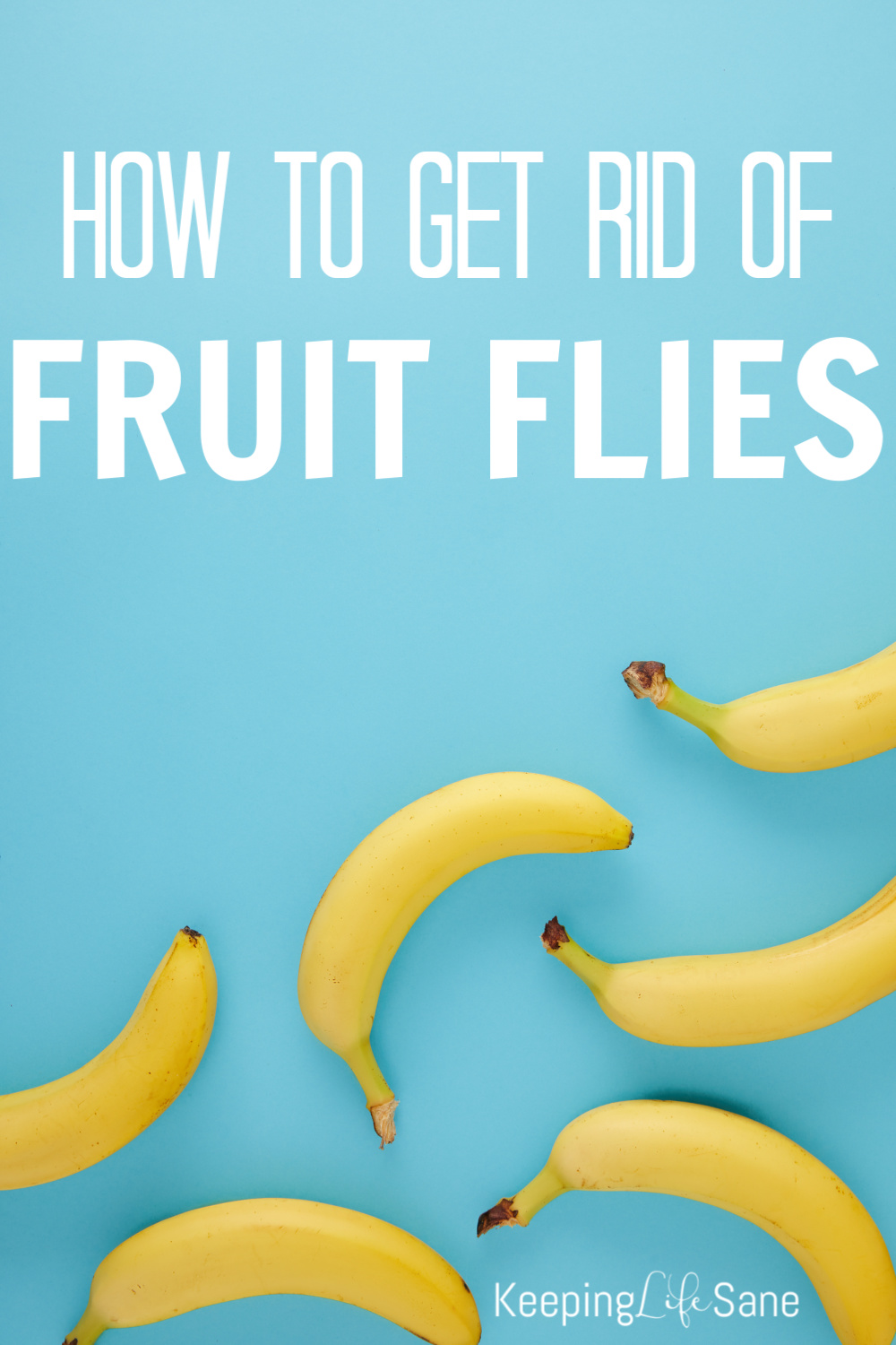 How to get rid of fruit flies FAST - Keeping Life Sane