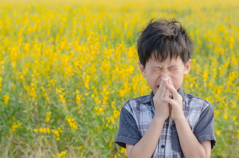 boy in field with a bunch of yellow wild flowers sneezing with his eyes closed