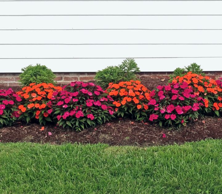 flower bed against house with white siding with lots of beautiful orange and pink flowers