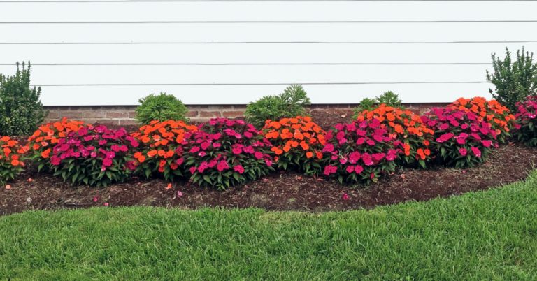 flower bed against house with white siding with lots of beautiful orange and pink flowers
