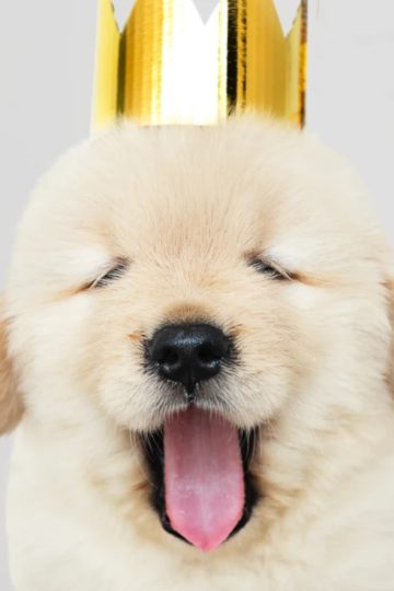 cute blond puppy with gold crown