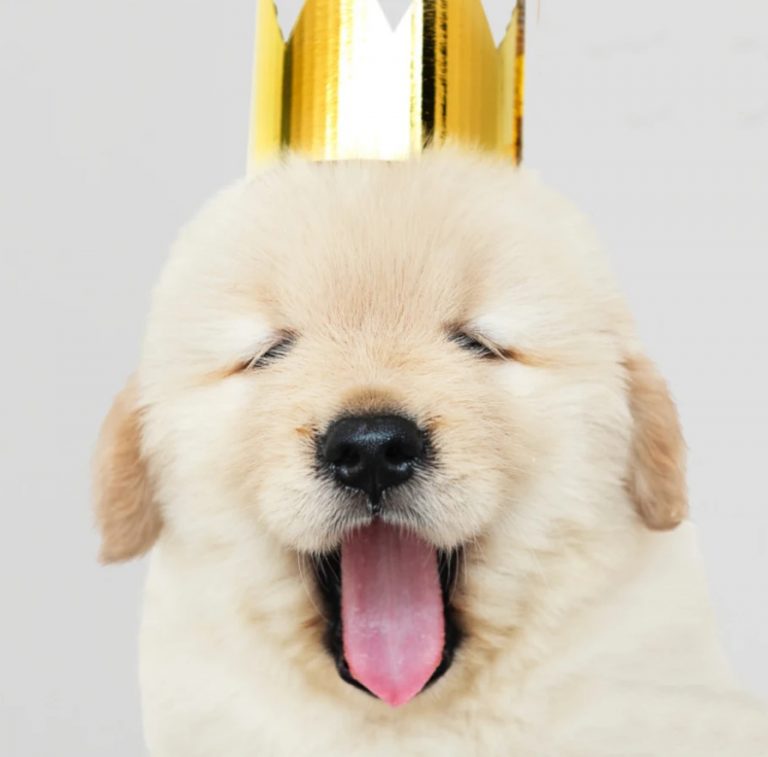 cute blond puppy with gold crown