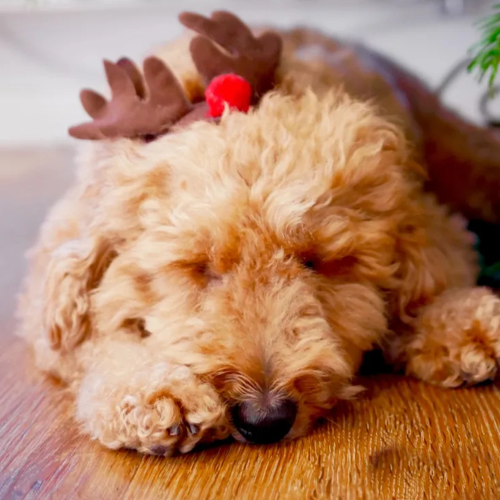 cute sleeping golden dog with reindeer antlers sleeping under Christmas tree